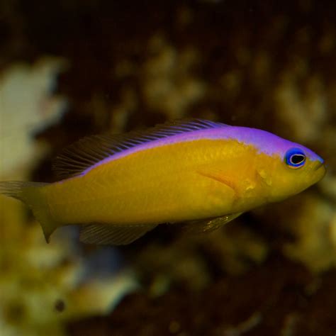 Purple Dottyback