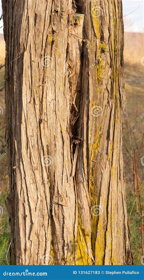 Closeup of Eastern Redcedar Bark Stock Image - Image of woods, closeup ...