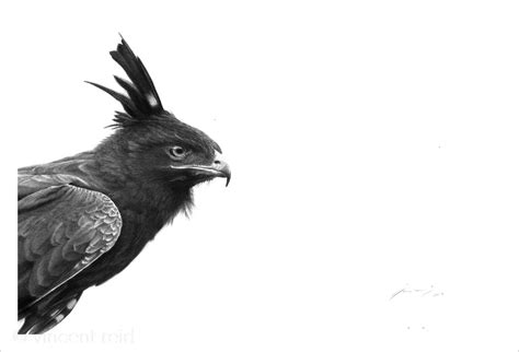 Long Crested Eagle - The Platform Gallery