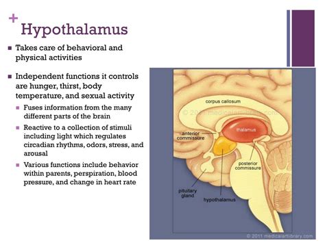 Ppt The Brain Powerpoint Presentation Free Download Id6046431