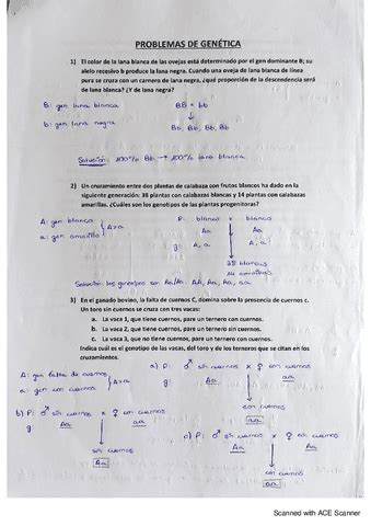 Problemas Genetica Clase Pdf