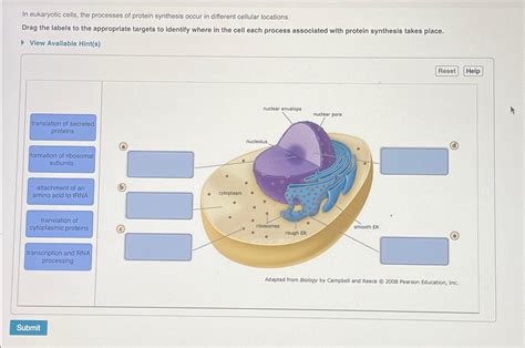 Solved In Eukaryotic Cells The Processes Of Protein