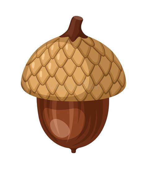 Acorn Isolated On White Background Vector Illustration Detailed Vector