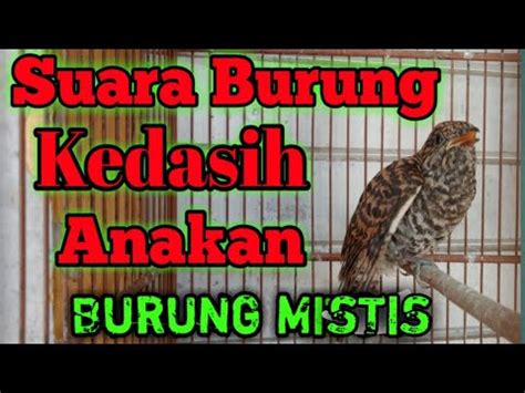 Suara Anakan Burung Kedasih YouTube