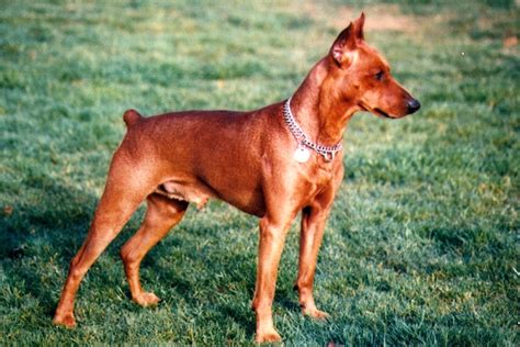 German Pinscher History: A Breed Saved From Extinction – American ...