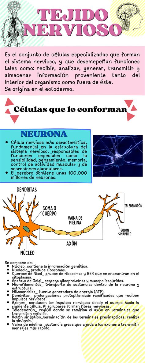 SOLUTION: Tejido nervioso - Studypool