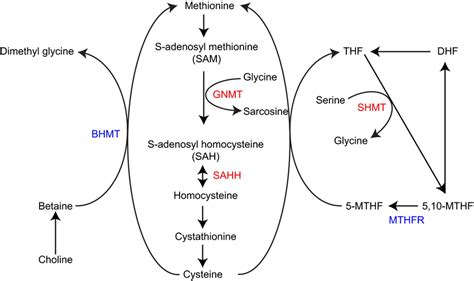 Schematic Representation Of One‐carbon Metabolism Pathway Five Genes