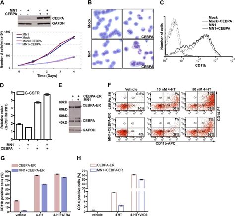 Overexpression Of CEBPA Overrides MN1s Inhibitory Effects On