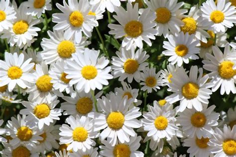 “daisy Time” By Marjorie Pickthall Pop And Thistle