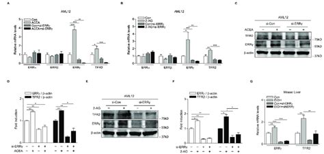 Knockdown Of Errγ Decreases Cb1 Receptor Mediated Tfr2 Gene Expression