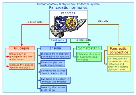 Conceptdraw Samples Science And Education Medicine Biology Lessons