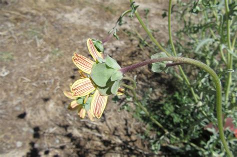 Mother Natures Montrose Garden Plant Of The Month August