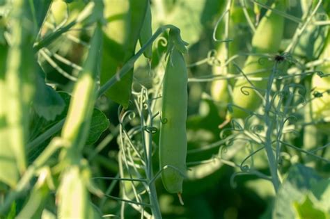 Um Grande Campo De Ervilhas Verdes Cultivo De Ervilhas Verdes Em Escala