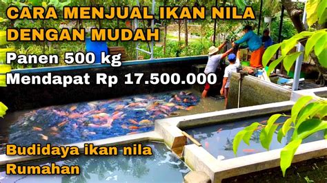 CARA MENJUAL IKAN NILA HASIL PANEN DENGAN MUDAH BUDIDAYA IKAN NILA