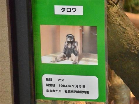 ワウワウテナガザルのいる動物園は？飼育展示動物園とワウワウテナガザル情報まとめ アリエスコム Ariescom