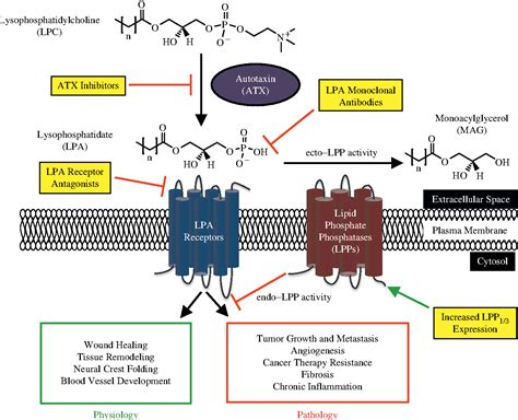 Figure 1 From Recent Advances In Targeting The Autotaxin