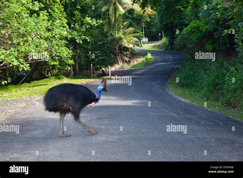 Southern Cassowary Double Wattled Cassowary Australian Cassowary Two Wattled Cassowary