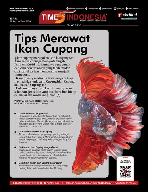 Cara Merawat Ikan Cupang Dengan Mudah Rundesu