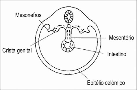 Migração dos gonocitos desde o intestino primitivo até às cristas ...