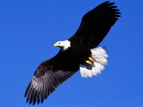 Download Animal Eagle Wallpaper