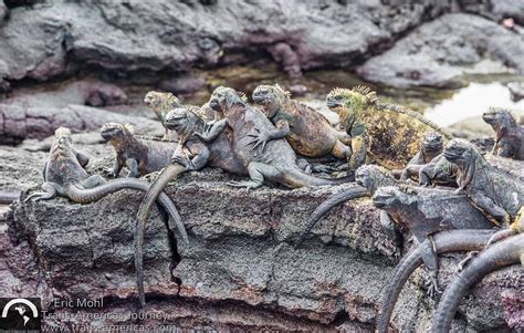 Fernandina Island Galapagos Travel Ecuador Trans Americas Journey