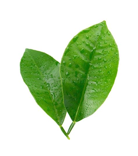 Lemon Leaves With Drops Isolated On White Background Branch Of Citrus