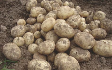 Best Expert Advice On How To Grow Potatoes Suttons Gardening Grow How