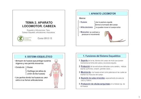 PDF Tema 2 Aparato Locomotor DOKUMEN TIPS