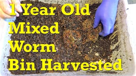 Harvesting castings from 1 year old continuous-flow mixed red worm bin : r/vermicomposting