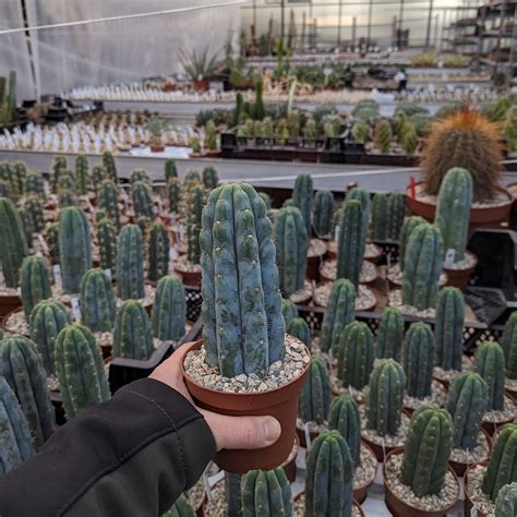 Trichocereus Pachanoi Cv Blue Epidermis Uhlig Kakteen Über 5000