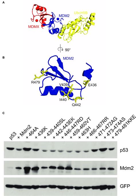 Mutations Of Mdm E Contact Residues Can Have A Different Impact On