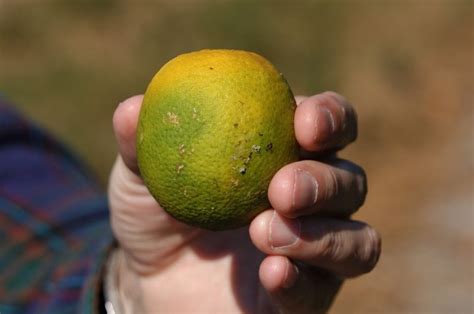 Citrus Greening Crisis How Genetically Engineered Tools And Other Strategies Might Prevent