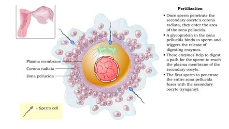 Fertilization And Development YouTube