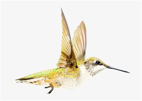 Flying hummingbird, isolated image | Free Photo - rawpixel