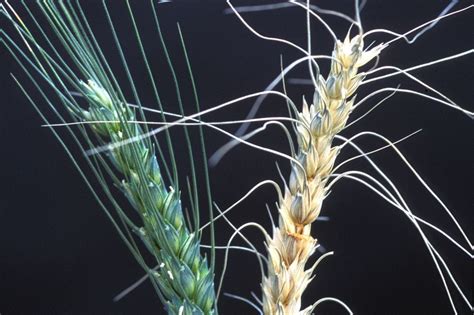 Alberta Deregulates Fusarium Grainews