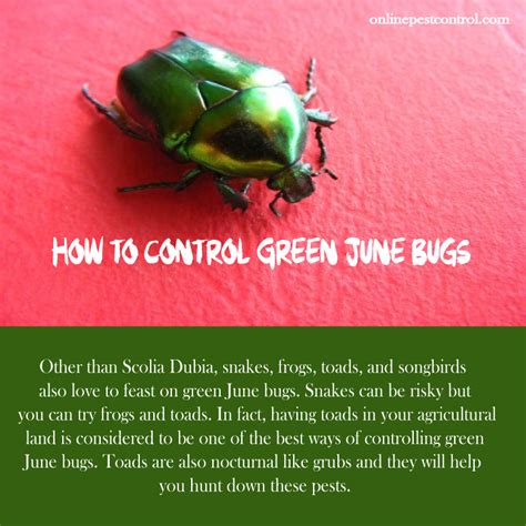 How To Control Green June Bugs Includes Organic Control Online Pest