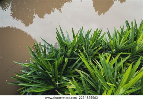 Pandanus Amaryllifolius Pandanus Palm Fragrant Pandan Stock Photo