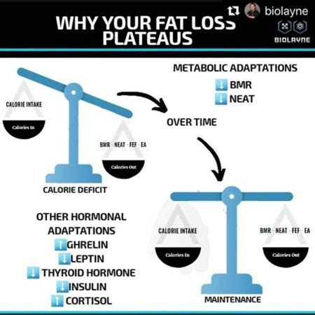 Explaining Metabolic Adaptation Clean Health