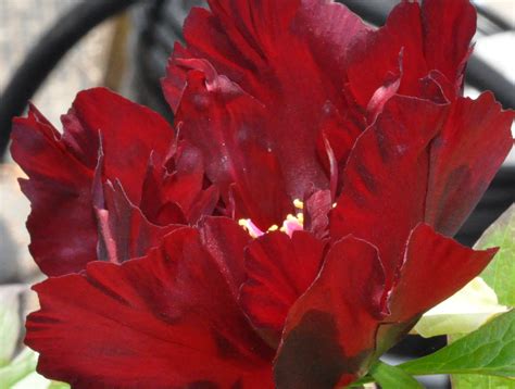'CHIEF BLACK HAWK' Itoh Peony (Paeonia x intersectional 'chief black h ...