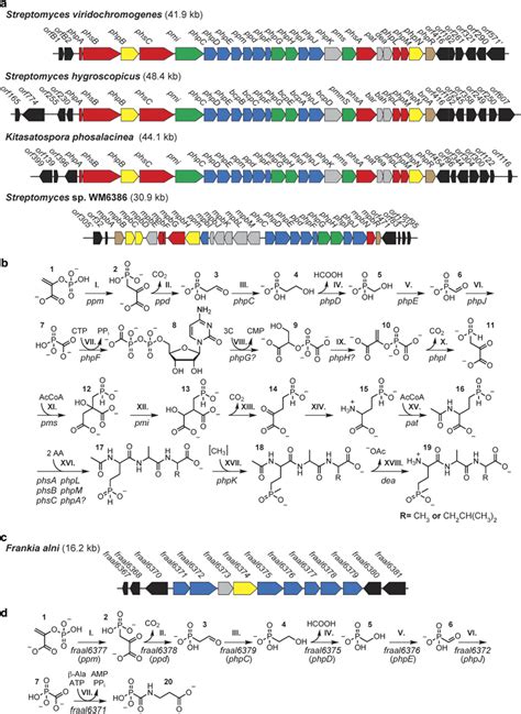 Comparison Of Phosphonate And Phosphinate Gene Clusters And Associated