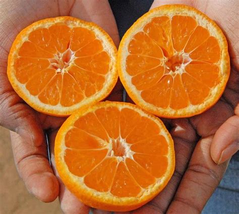 A Mostly Seedless Satsuma Mandarin Originating From The Hubei Province