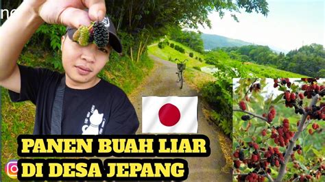 BLUSUKAN DESA JEPANG DAPAT BUAH LIAR PANEN BUAH LIAR DI JEPANG YouTube