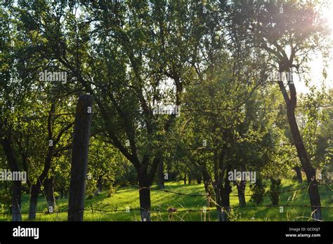 Plum Trees Hi Res Stock Photography And Images Alamy