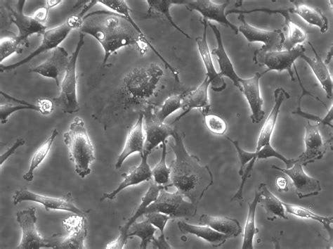 BT 549 Genomic DNA 5 Microgram CLS