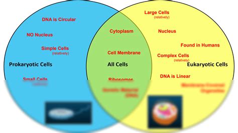 Prokaryotic Cell And Eukaryotic Cell Venn Diagram Comparing