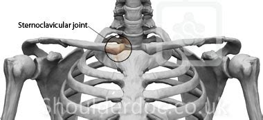 Sternoclavicular Joint: Bones, Ligaments, Movements Kenhub, 54% OFF