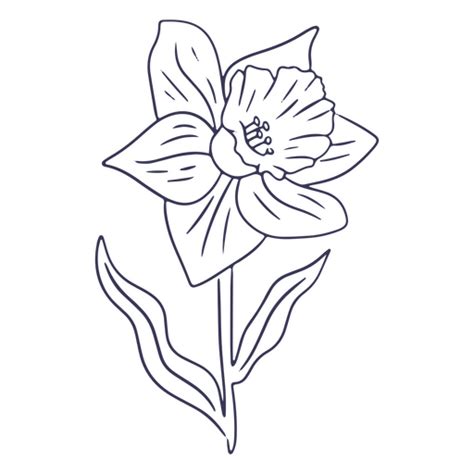Daffodil Flower Drawing