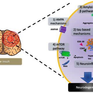 Neurodegenerative Pathways In Acquired Epilepsy A Brain Insult