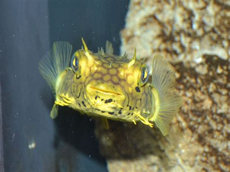 The Online Zoo - Web Burrfish