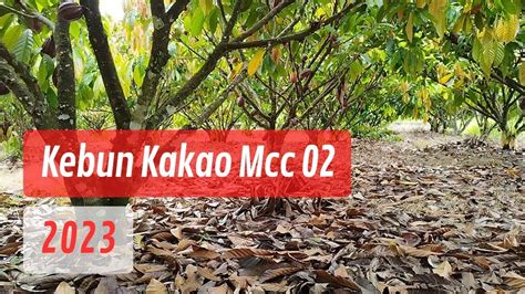 Kondisi Kebun Kakao Mcc Landuh Terbaru Youtube